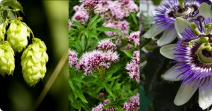 insonia_plantas_rounded